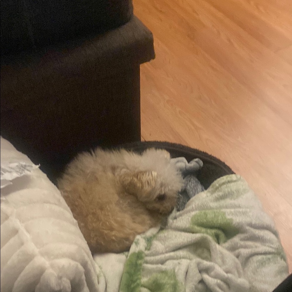 Cozy Tan Pet Bed